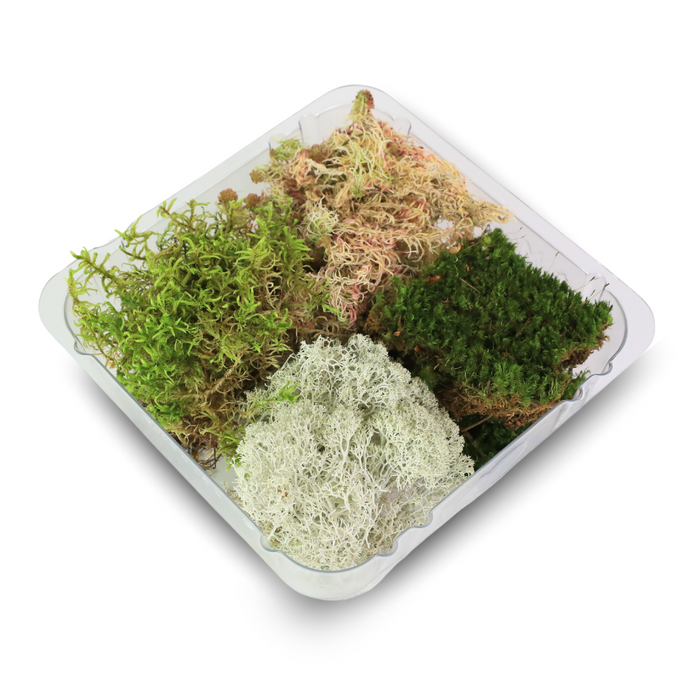 Revita-Moss Mixed Pack