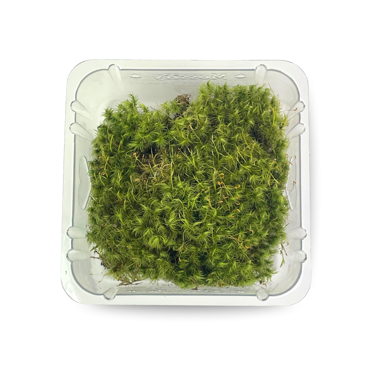 Mood Moss (Dicranum)