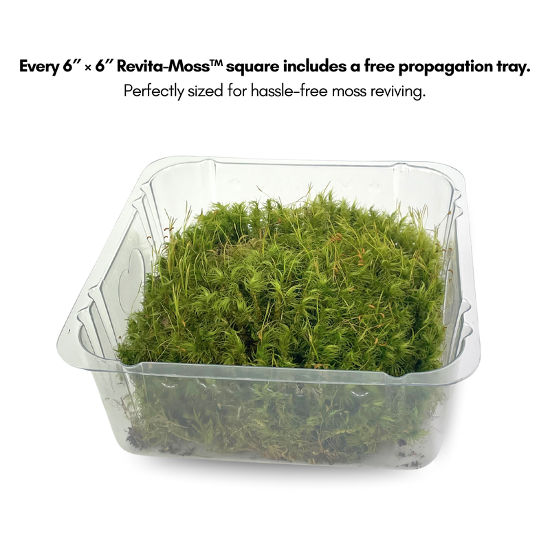 Mood Moss - Revita-Moss (Dicranum) - Mossify