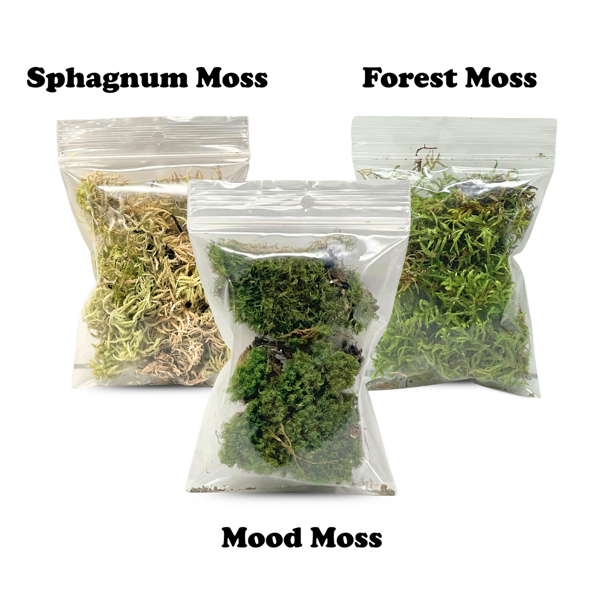 Mossify Terrarium Kit - Mossify