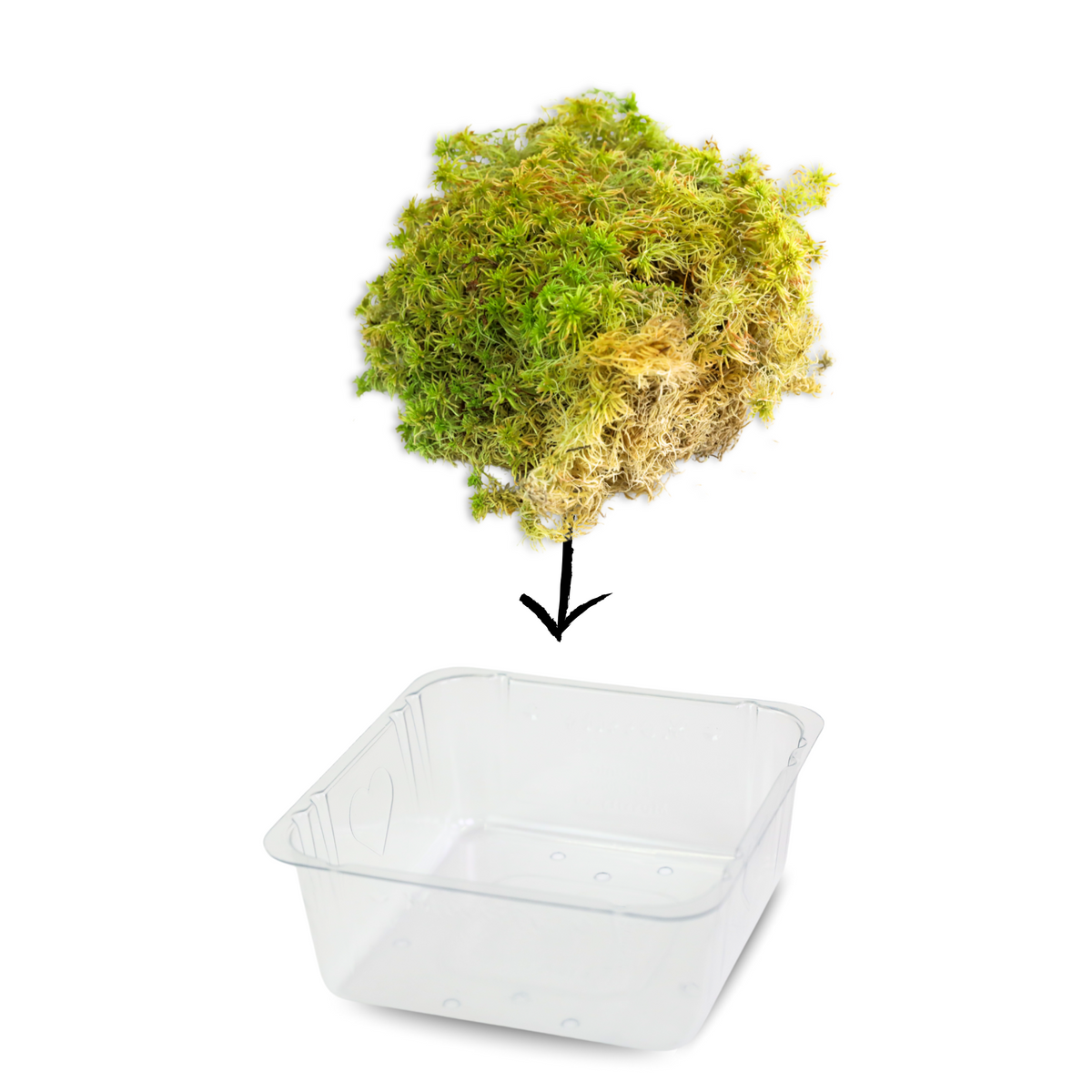 Natural Canadian Sphagnum Moss - Revita-Moss - Mossify
