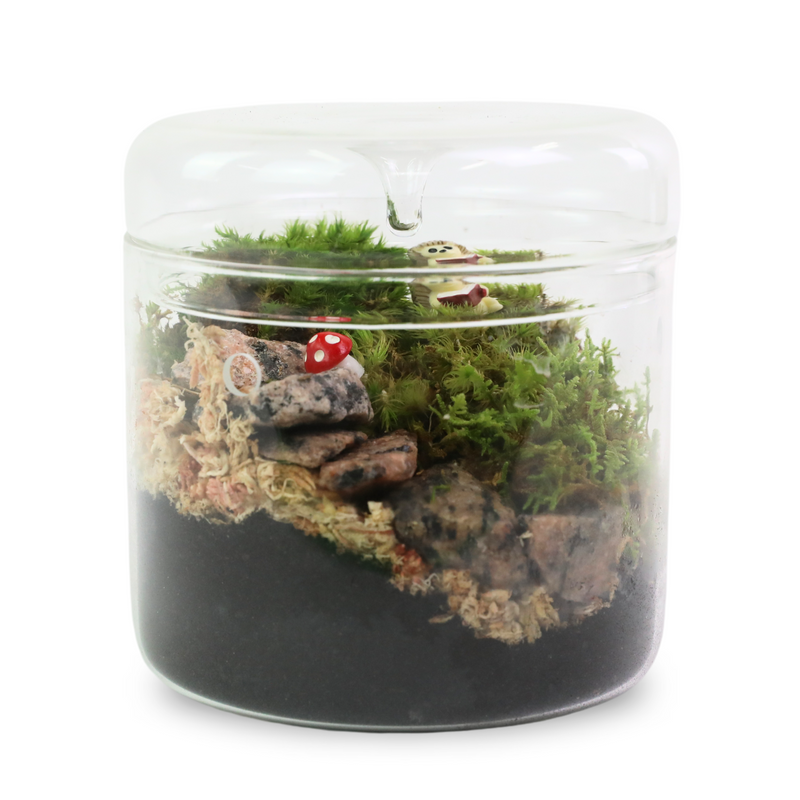 Fern Moss - Revita-Moss (Thuidium Delicatulum) - Mossify