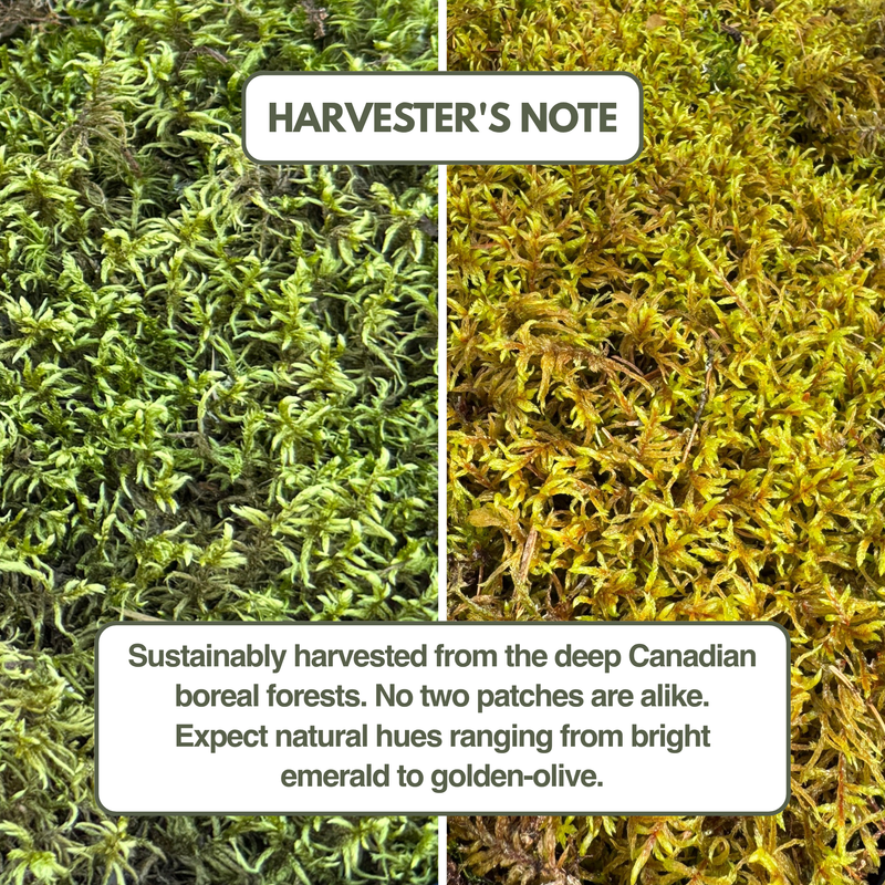Natural Canadian Forest Moss - Revita-Moss™ (Pleurozium schreberi)