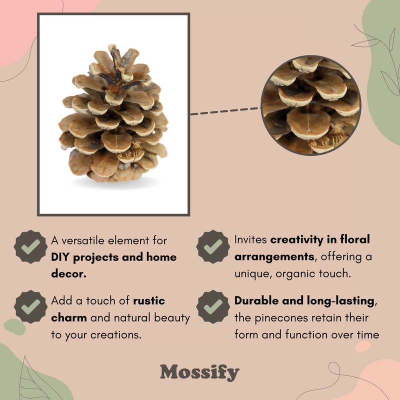 Pinecones - Natural & Frosted - Mossify