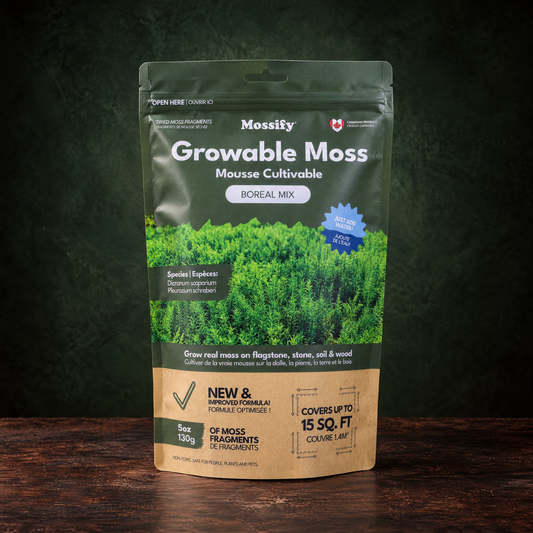Mousse cultivable – Boréale