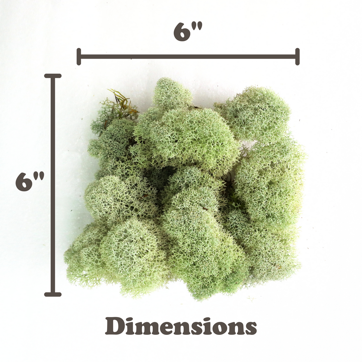 Natural Canadian Reindeer Moss - Revita-Moss - Mossify