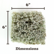 Lichen - Revita-Moss (Cladonia arbuscula) - Mossify