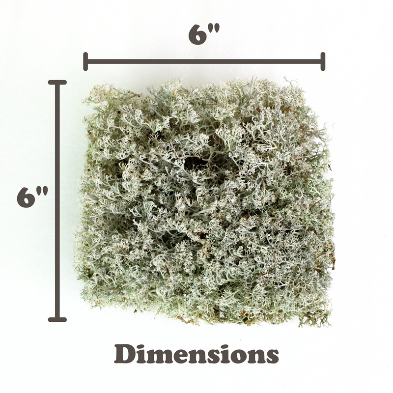 Lichen - Revita-Moss (Cladonia arbuscula) - Mossify