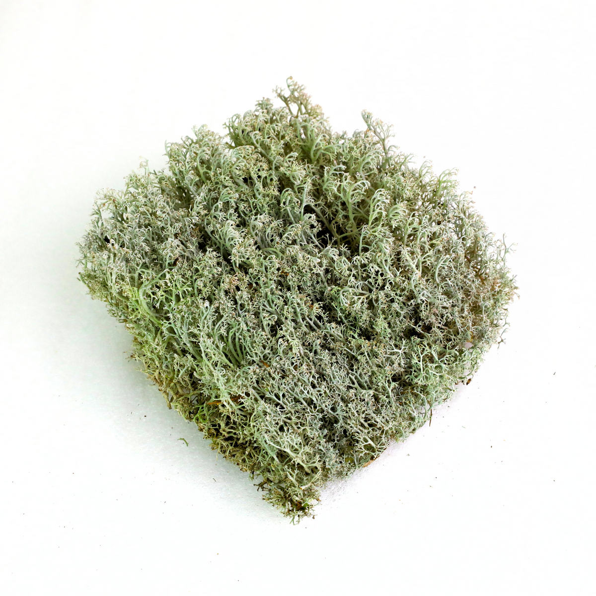 Lichen - Revita-Moss (Cladonia arbuscula) - Mossify