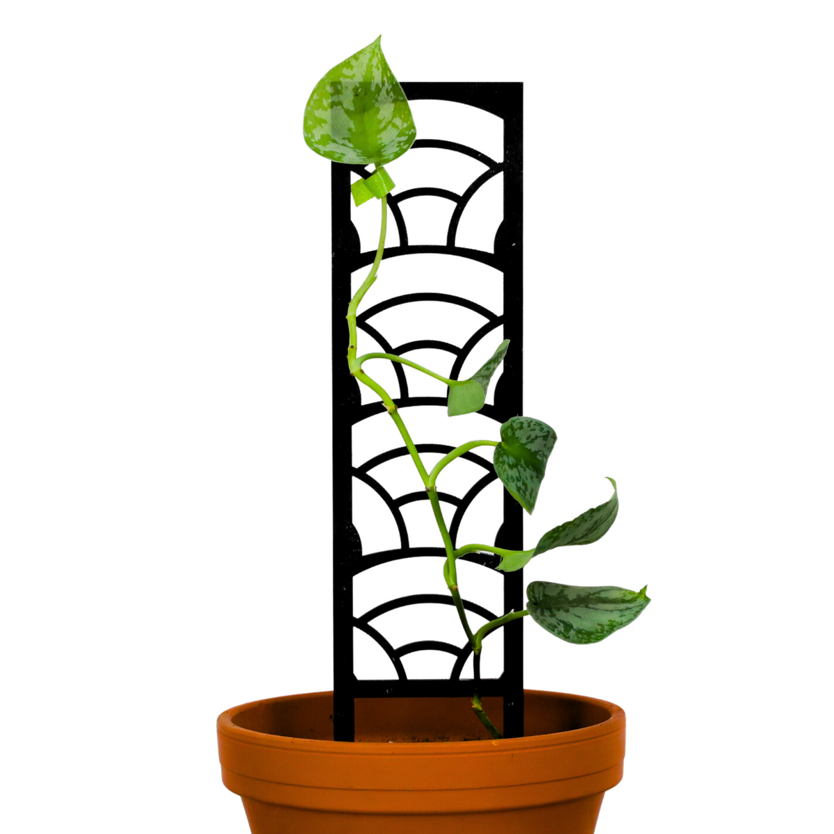 Rainbow Wooden Trellis - Mossify