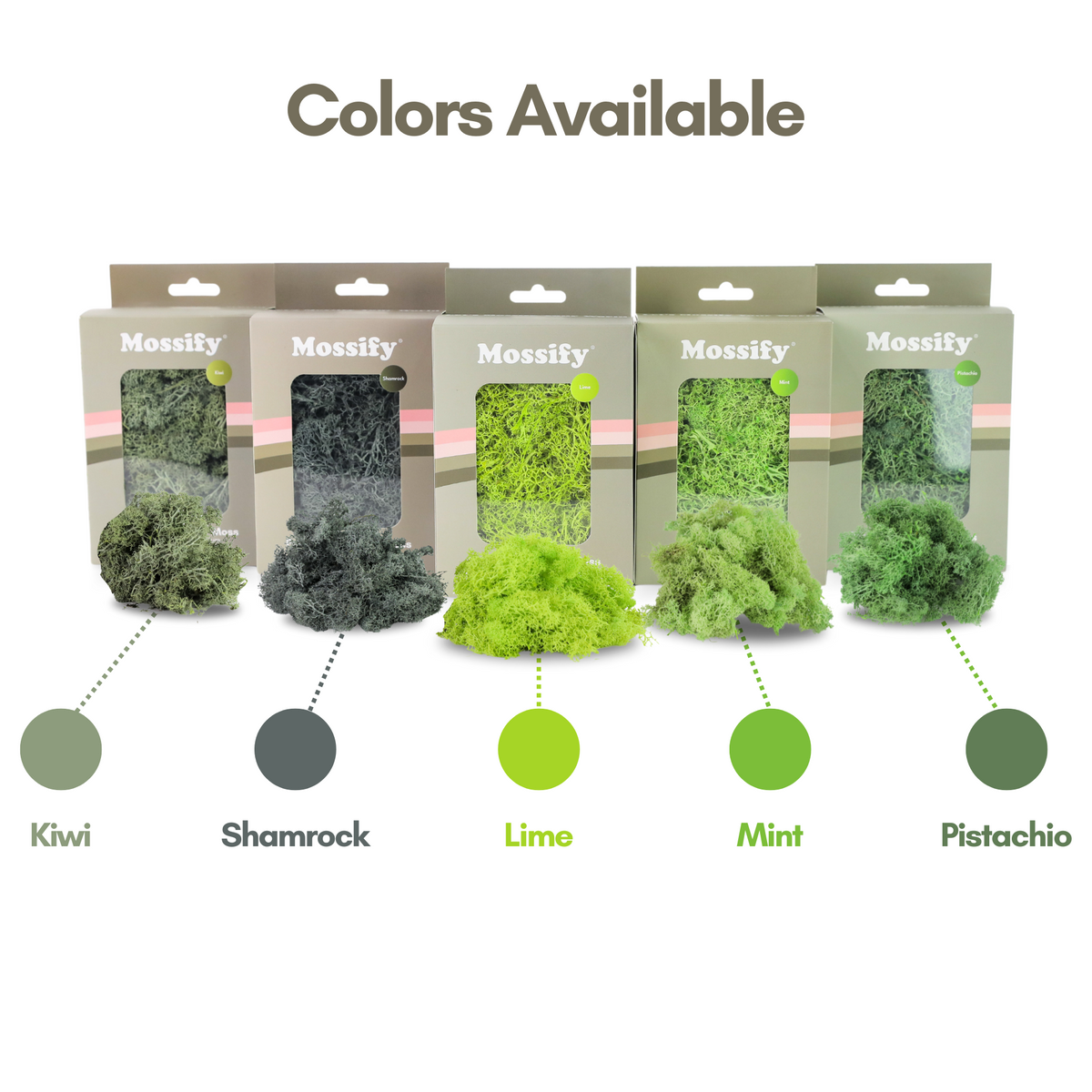 Premium Preserved Reindeer Moss - Mossify