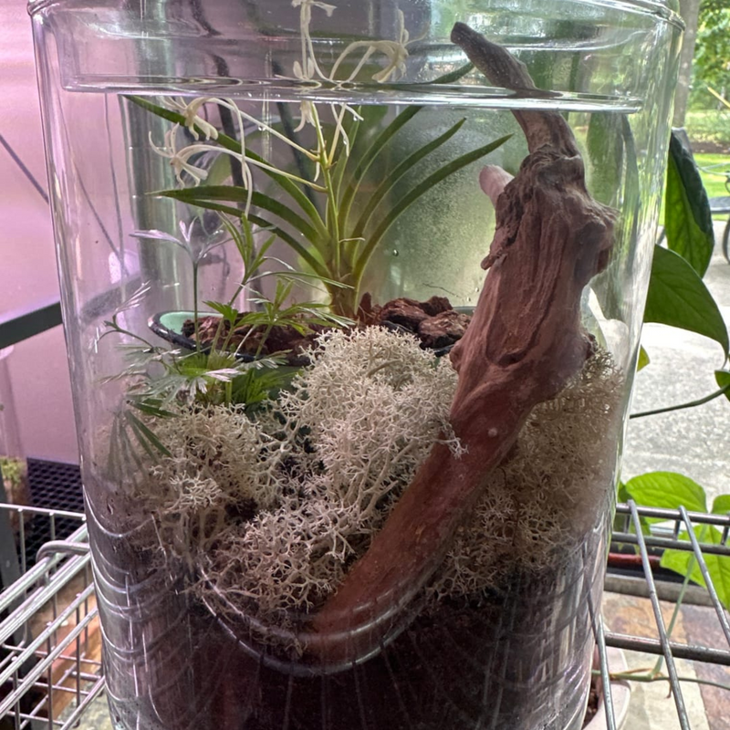 Natural Canadian Reindeer Moss - Revita-Moss