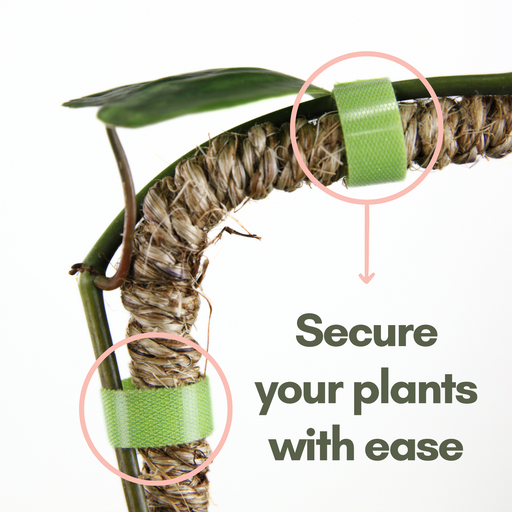 Reusable Plant Tape - Mossify
