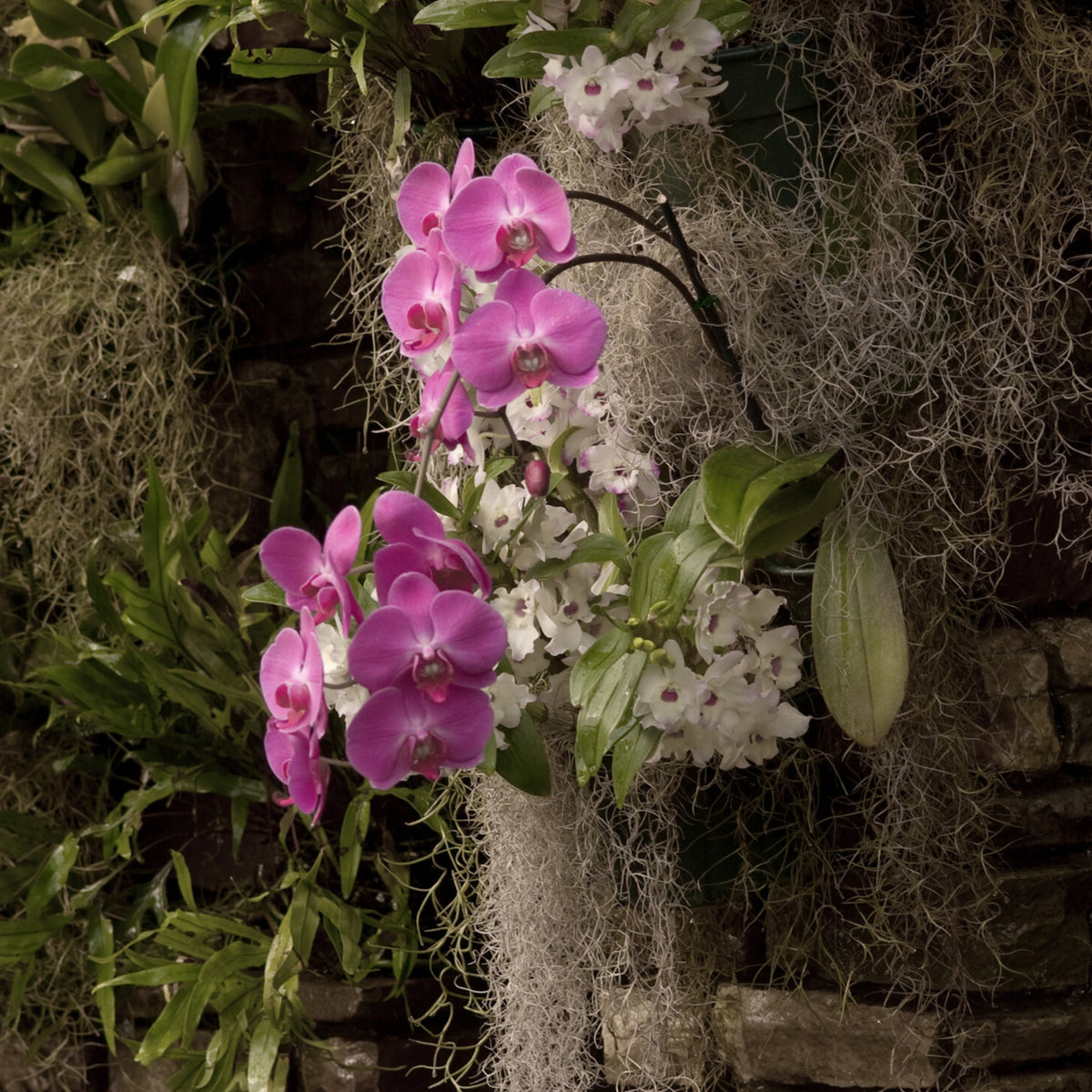 Premium Spanish Moss - Mossify