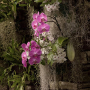 Premium Spanish Moss - Mossify
