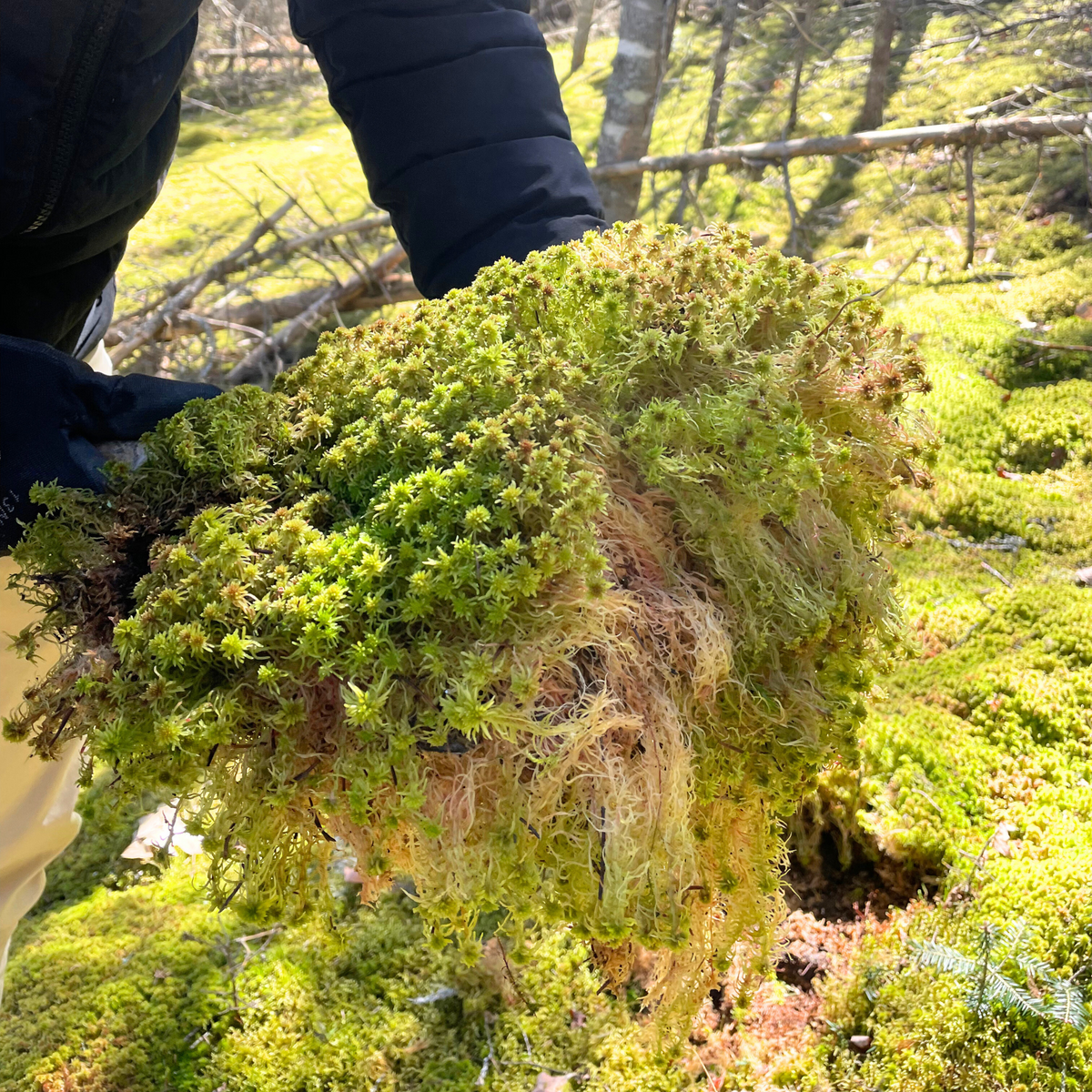 Natural Canadian Sphagnum Moss - Revita-Moss - Mossify