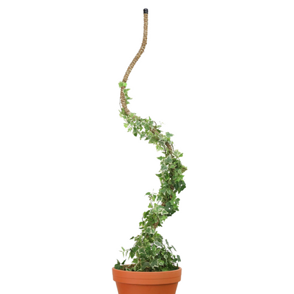 The Original Bendable Coir Pole™ - Best Seller (Tape Included) - Mossify