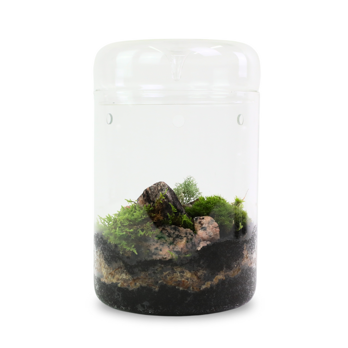 Mousse de forêt naturelle (Pleurozium schreberi)