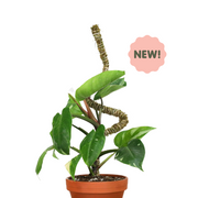 The Bendable Moss Pole™ 𝘛𝘏𝘐𝘕 - Mossify