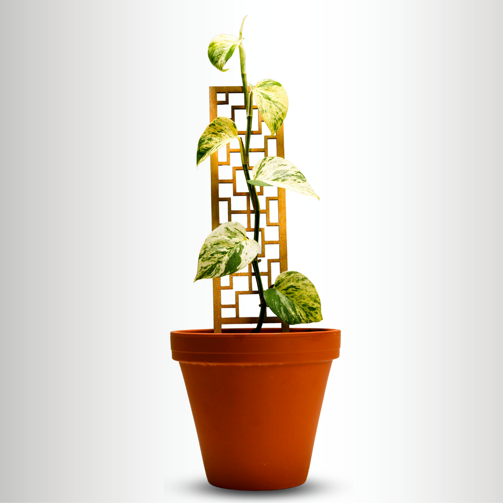 A trellis that looks good before the plant fills it