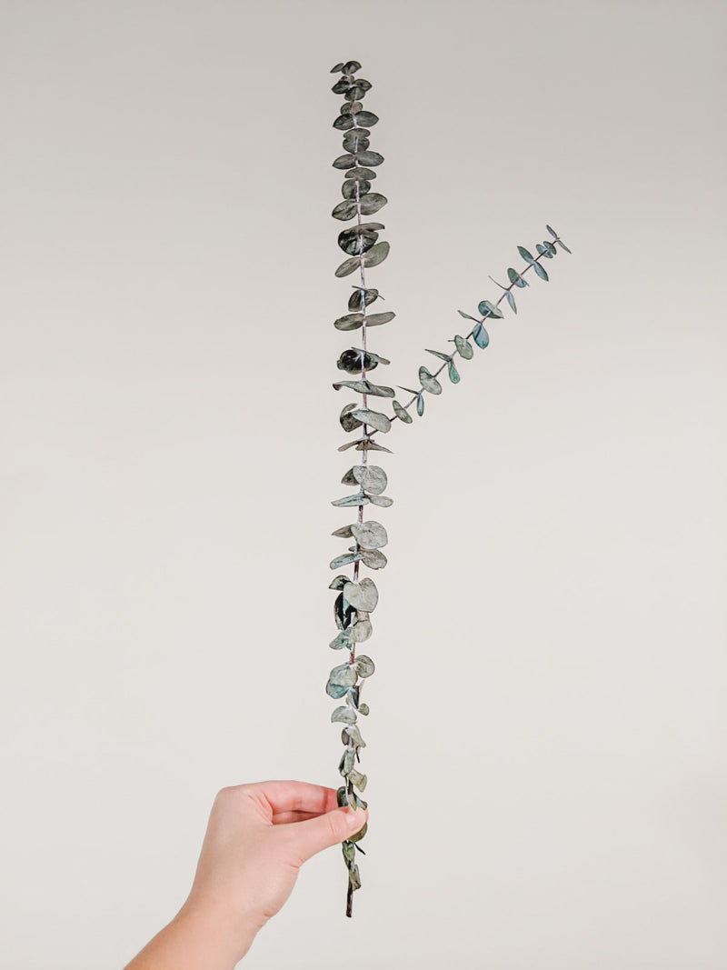 Preserved Stems - Medium