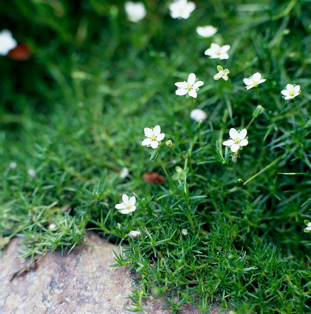 Irish Moss Grower Pack - Mossify
