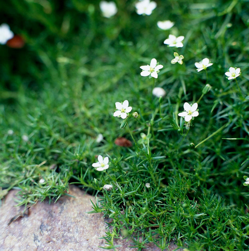 Irish Moss Grower Pack - Mossify