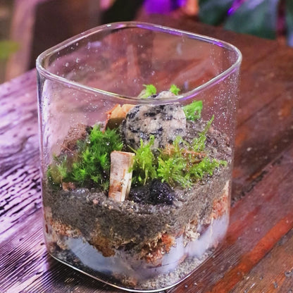 Mossify Terrarium Kit