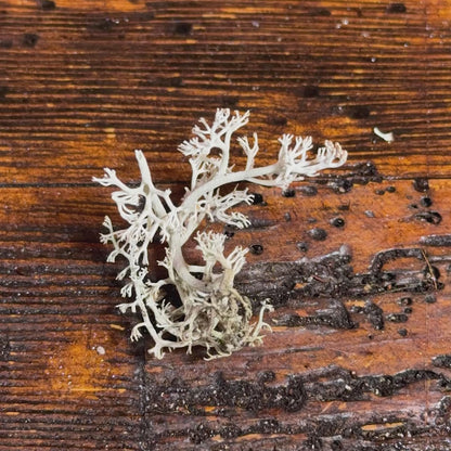 Lichen - Revita-Moss (Cladonia arbuscula)