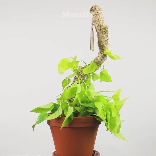 The Original Bendable Moss Pole™ - Ultimate Starter Pack