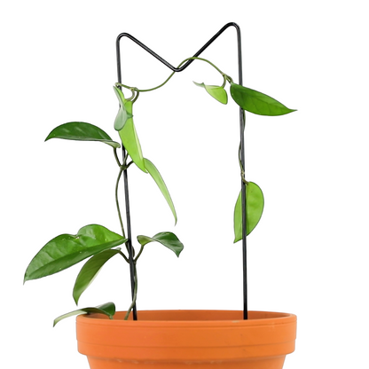 "M" Metal Trellis