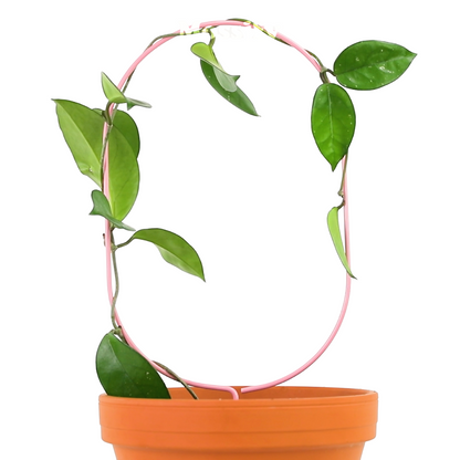 "Oval" Metal Trellis
