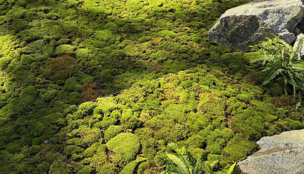 wholesale-whistler-landscape.jpg