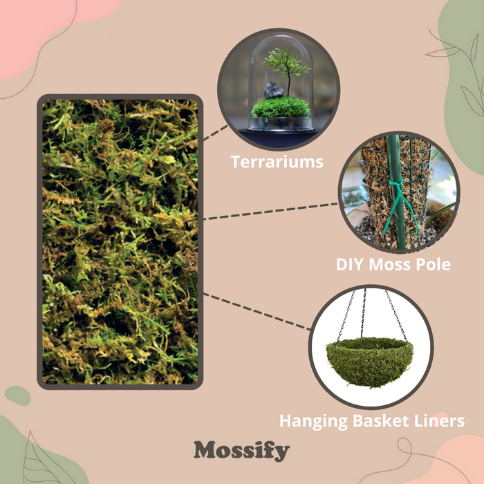 Premium Natural Forest Moss Mix