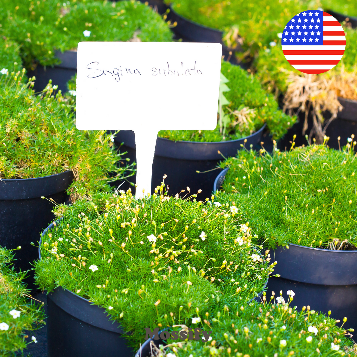 Premium Irish Moss Seeds - Sagina Subulata Seeds - Mossify