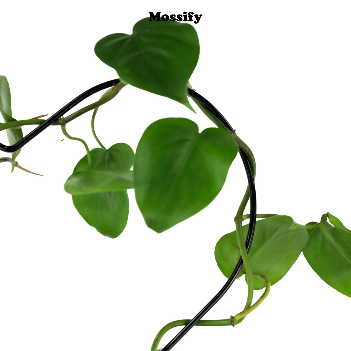 Heart "Give Love" Metal Trellis - Mossify