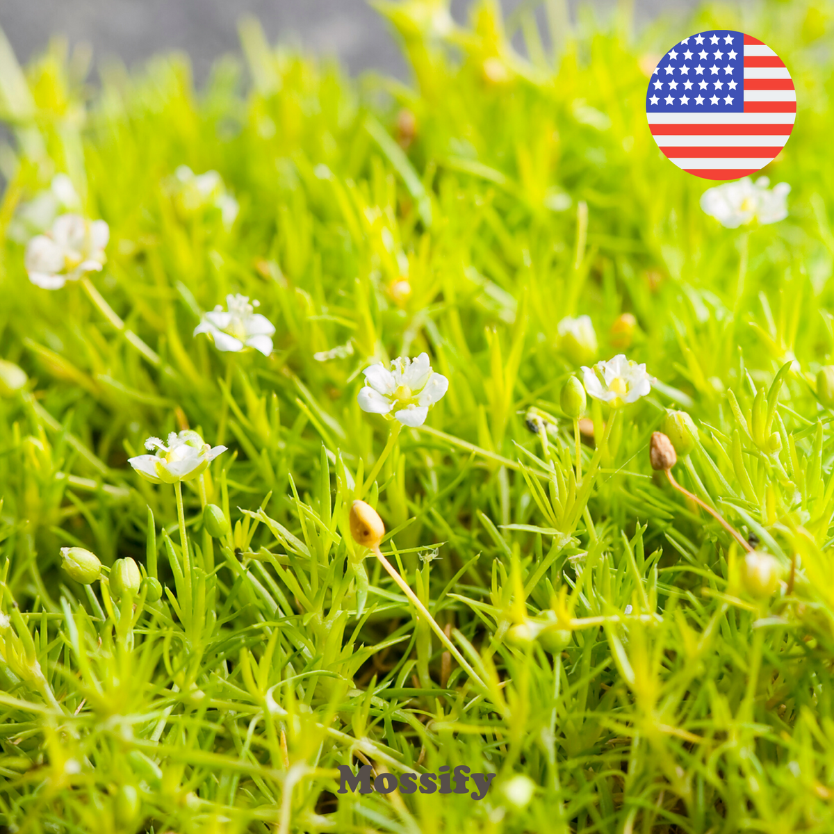 Premium Irish Moss Seeds - Sagina Subulata Seeds - Mossify