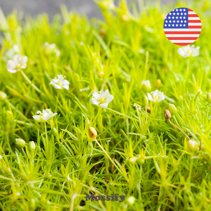 Premium Irish Moss Seed - Sagina Subulata Seeds