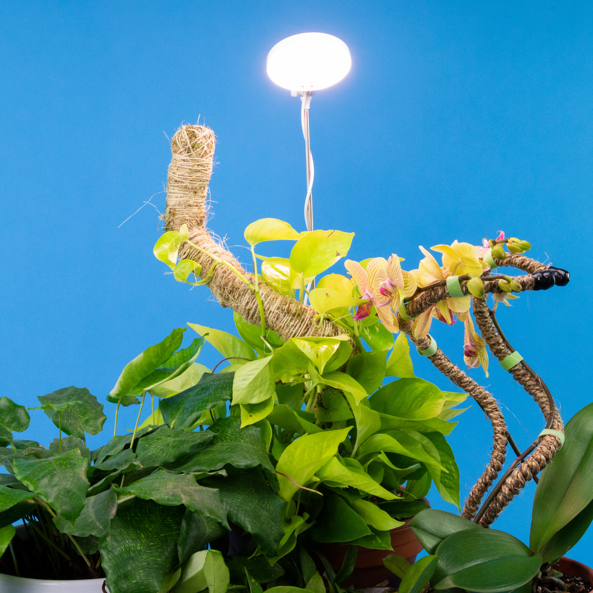 28" Adjustable LED Plant Light - Mossify