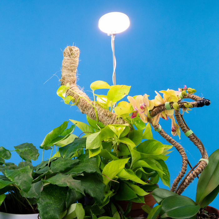 Lampe ajustable au LED pour plante intérieur MOSSIFY – Jardinerie