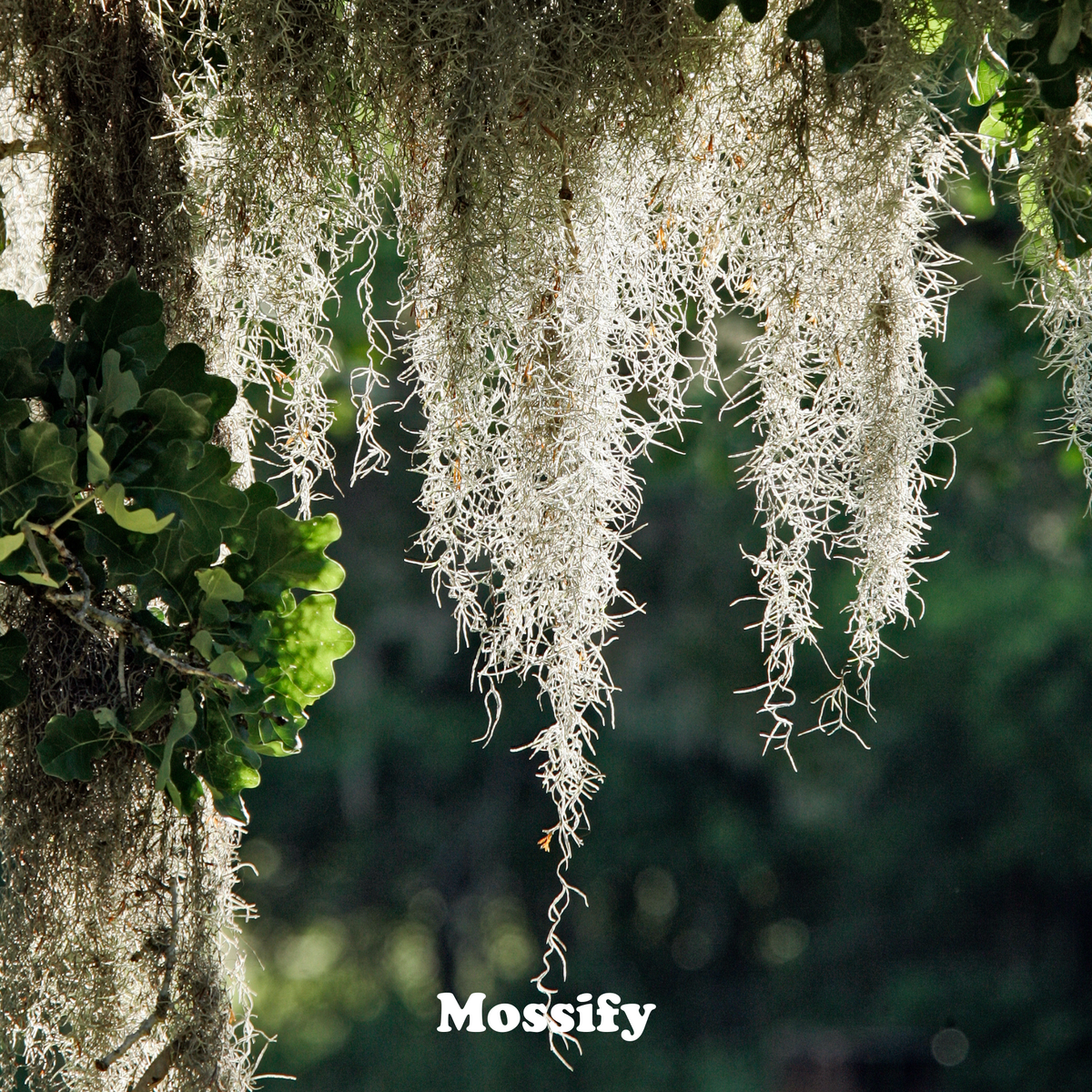 Premium Spanish Moss - Mossify