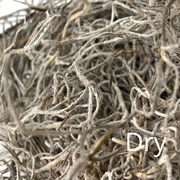 Premium Spanish Moss - Mossify
