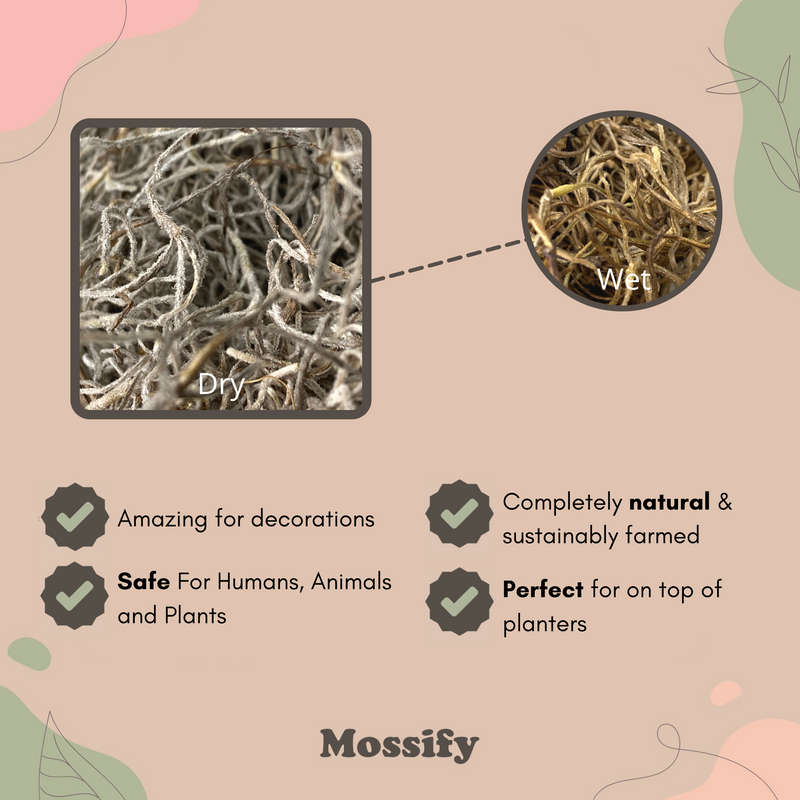 Premium Spanish Moss - Mossify