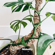 The Original Bendable Moss Pole™ - Best Seller (Pins Included) - Mossify