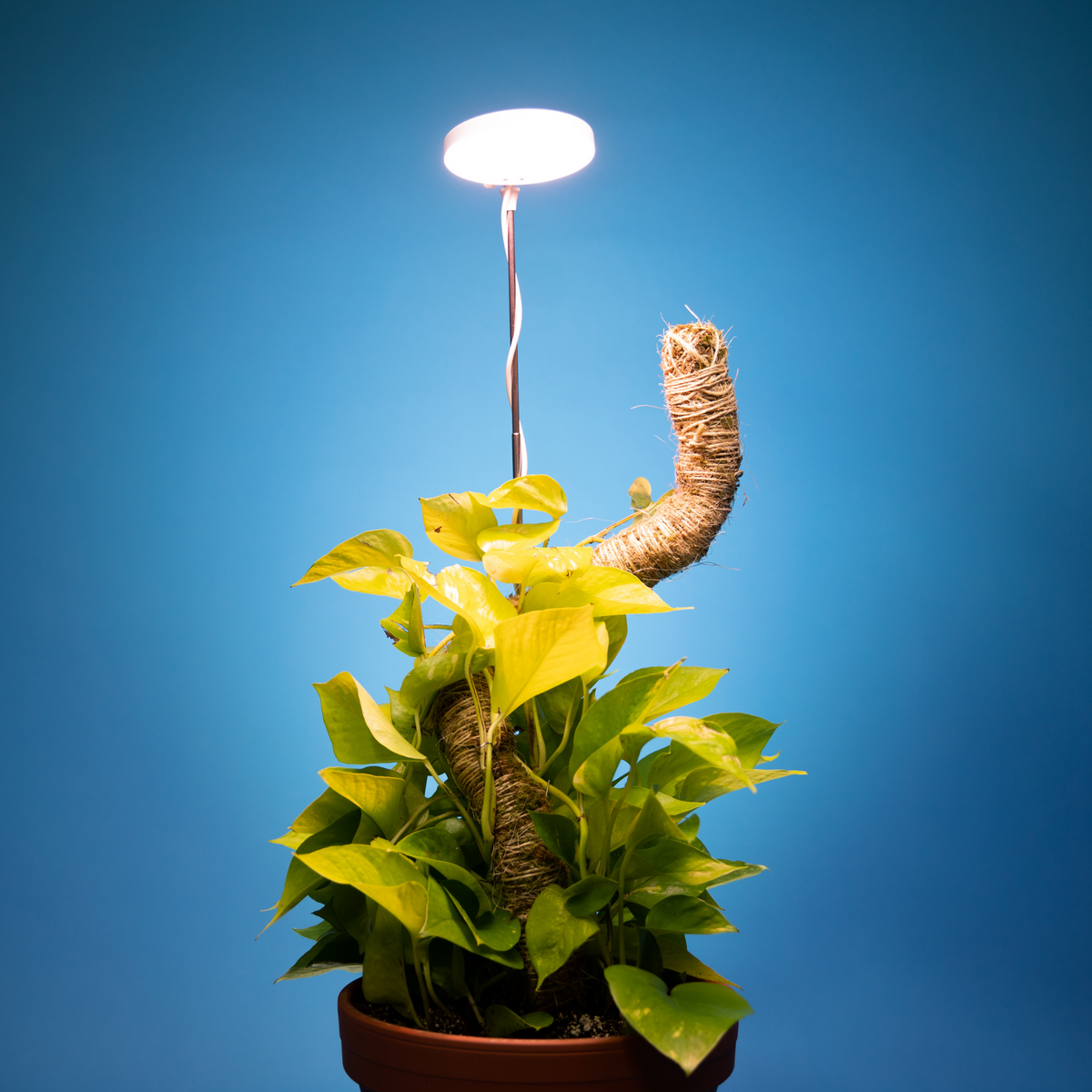 28" Adjustable LED Plant Light - Mossify