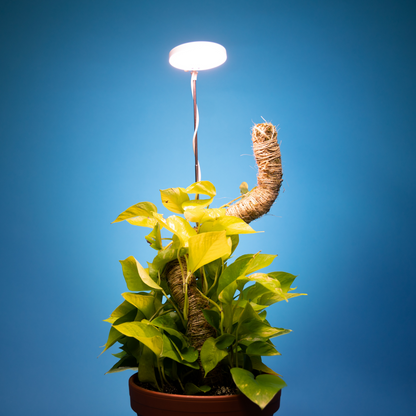 28" Adjustable LED Plant Light - Mossify