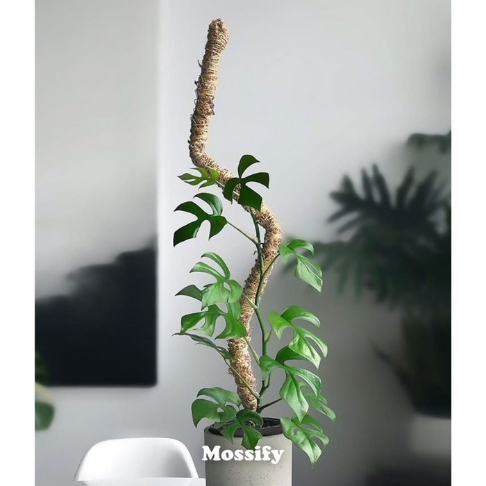 The Original Bendable Moss Pole™ - Best Seller (Pins Included)