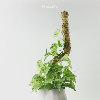 The Original Bendable Moss Pole™ - Best Seller (Pins Included)