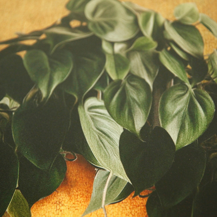 Mona Leafa - Limited Edition Plant Art