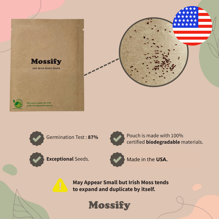 Premium Irish Moss Seed - Sagina Subulata Seeds